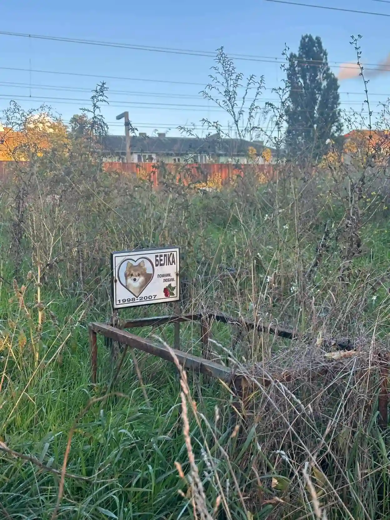 Як гідно попрощатися з улюбленцем: де в Україні дозволено поховання і скільки це коштує