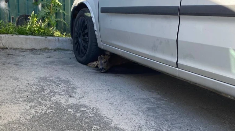 Нічний обстріл та пастка під колесами: у столиці врятували травмовану дику козулю